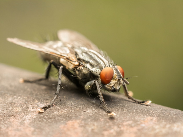 Why is it hard to kill a fly? - Муха, Insects, Zoology, Flight, Science and life, Interesting, Informative, GIF, Longpost