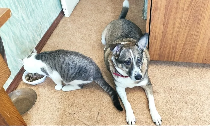 The dog is a formidable predator! - My, Dog, cat, Equality, Cats and dogs together, Longpost, The photo