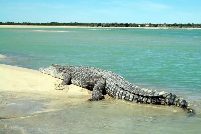 Salted Crocodile: Conquered the ocean and keeps even sharks at bay. The secret to success at the top of the food chain - Animals, Crocodile, Combed crocodile, Animal book, Yandex Zen, Longpost, Crocodiles