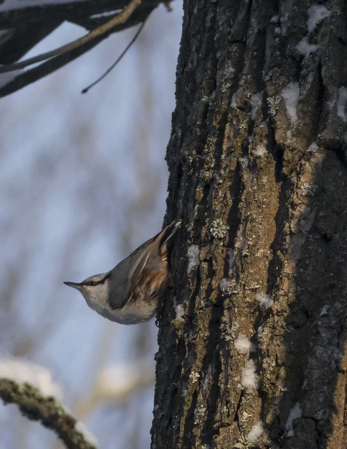 How cold it is to live - My, Winter, January, Schelkovo, Ornithology, Birds, Hobby, Walk, Photo hunting, Longpost