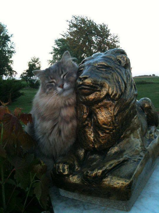 You and I are of the same blood - cat, Fluffy, The statue, a lion, Milota, Sculpture