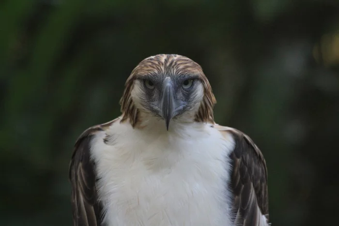 The Philippine Eagle is the endangered national symbol of the Philippines. - Birds, Philippine eagle, Predator birds, Endangered species, Endemic, Symbol, Philippines, Protection of Nature, , Asia, Southeast Asia, Island, Pacific Ocean, Animal protection, Video, Longpost, Symbols and symbols