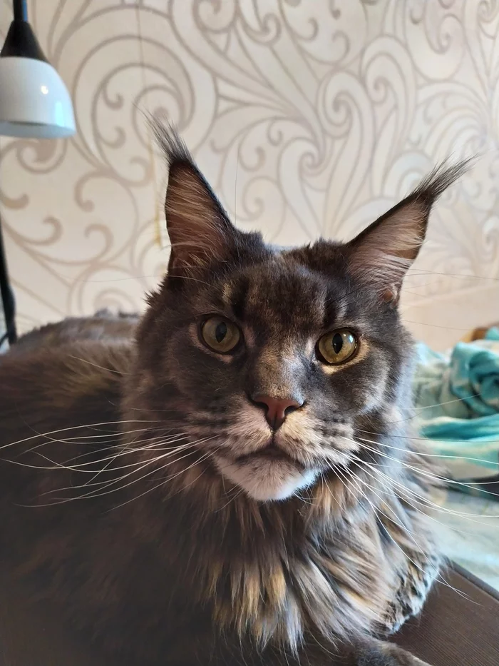 Mr. Great Mustache - My, cat, Maine Coon, Longpost