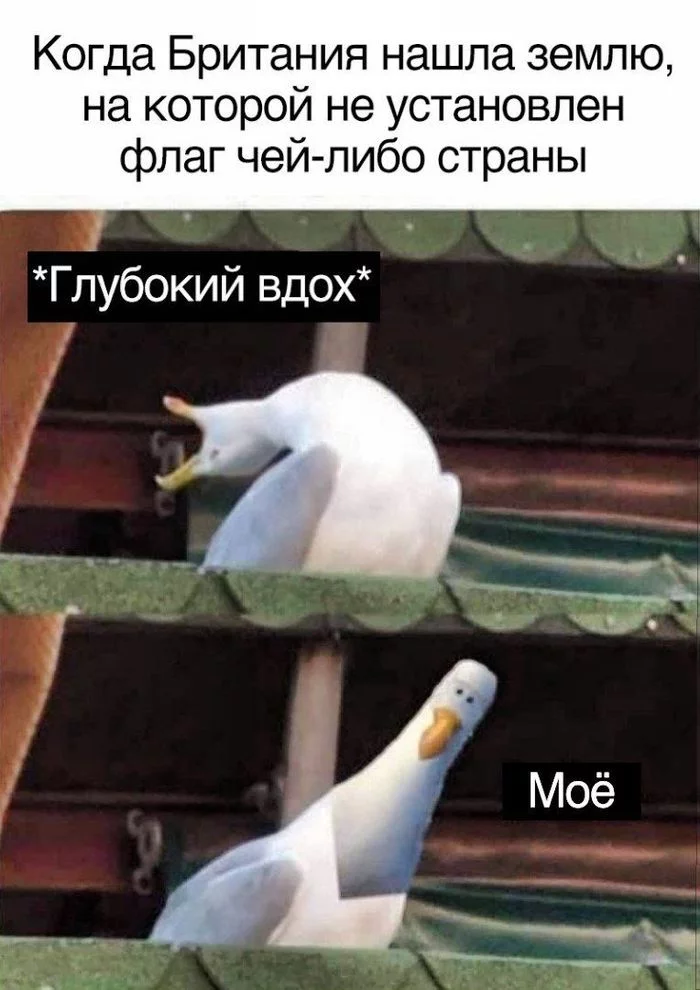 Моё, моё - Юмор, Чайки, Великобритания, Колонизация