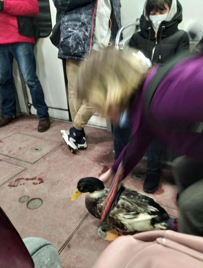 ����� �����. ����������