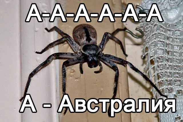 В глубинах океана Австралии найдены плотоядные губки-убийцы - Моё, Губки, Научные открытия, Океан, Животные, Длиннопост, Паук, Австралия