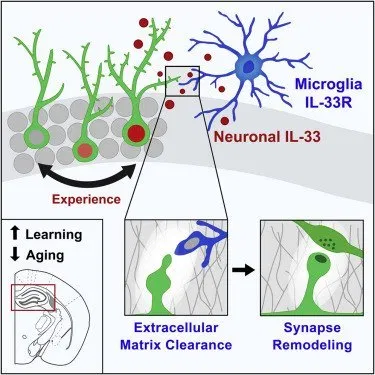 Decline in cognitive function with age – is the problem really solved!? - Disease, Treatment, Prophylaxis, Longpost, Neurons