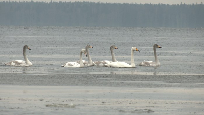 Whooper swans remained to spend the winter in the Leningrad region - My, Swans, Swan-Whooper, Birds, Bird watching, Leningrad region, The Gulf of Finland, Each creature has a pair, Longpost