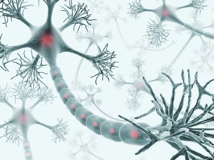 Neurology at a first glance. Neuron - My, Nauchpop, The medicine, Health, Neurons, Longpost