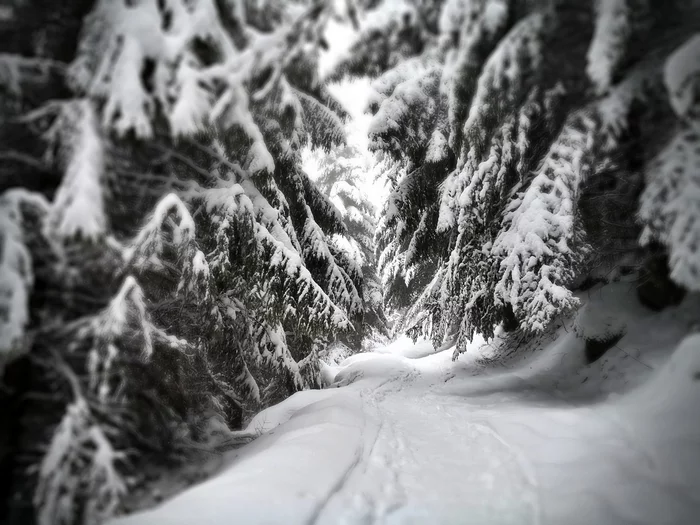 Black Forest (Black Forest) - My, The photo, Nature, Forest, beauty of nature, Germany, Black Forest, Snow, Winter