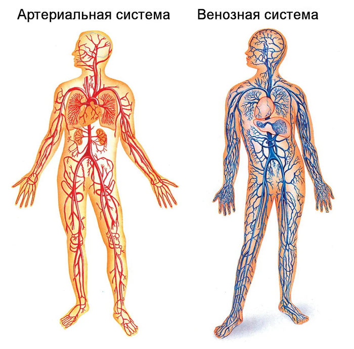 Почему птицам не холодно бегать босиком по снегу и плавать в оледенелых озёрах? Птицы, Холод, Яндекс Дзен, Книга животных, Длиннопост