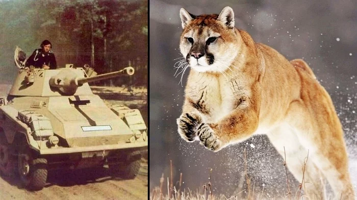 What animals did the Germans name their tanks after? - My, Wehrmacht, Tanks, Third Reich, The Second World War, The Great Patriotic War, BTT, Armored vehicles, Sau, SS troops, Video, Longpost