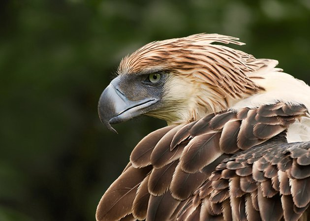 The Philippine Eagle is the endangered national symbol of the Philippines. - Birds, Philippine eagle, Predator birds, Endangered species, Endemic, Symbols and symbols, Philippines, Protection of Nature, Asia, Southeast Asia, Island, Pacific Ocean, Animal protection, Video, Longpost