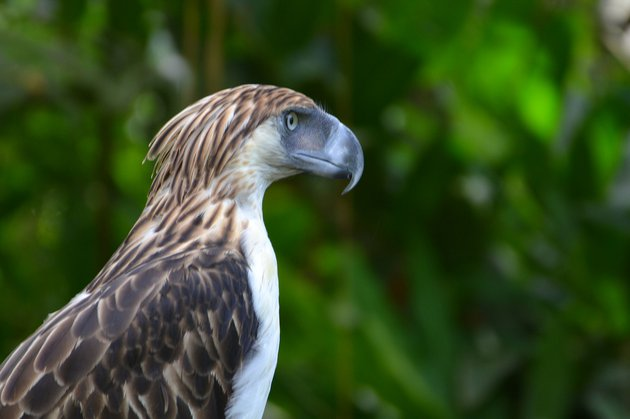 The Philippine Eagle is the endangered national symbol of the Philippines. - Birds, Philippine eagle, Predator birds, Endangered species, Endemic, Symbols and symbols, Philippines, Protection of Nature, Asia, Southeast Asia, Island, Pacific Ocean, Animal protection, Video, Longpost