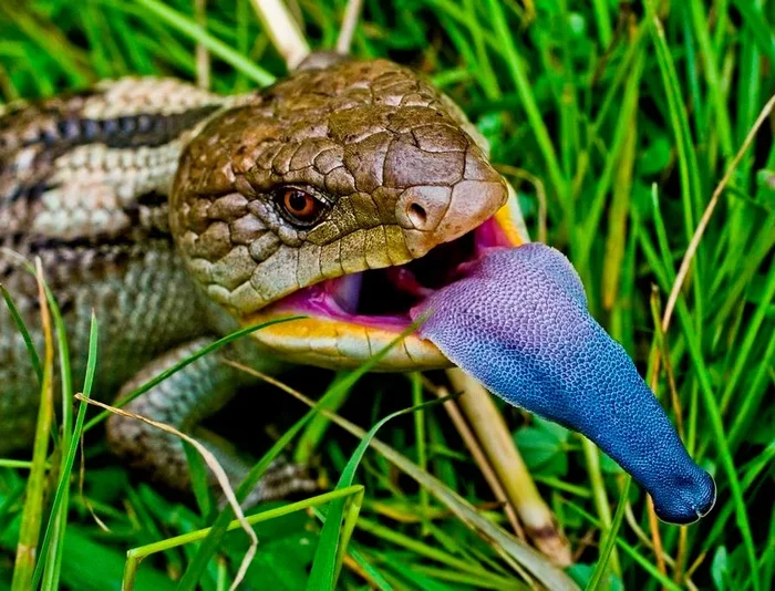 Blue-tongued skink: Nearly perfect pet, but why does he need a giant blue tongue??? - Animals, Reptiles, Skink, Blue-tongued skink, Animal book, Yandex Zen, Longpost, Lizard
