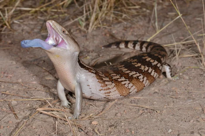 Blue Tongue Skink: An almost perfect pet, but why does it need a giant blue tongue??? - Animals, Reptiles, Skink, Blue-tongued skink, Animal book, Yandex Zen, Longpost, Lizard
