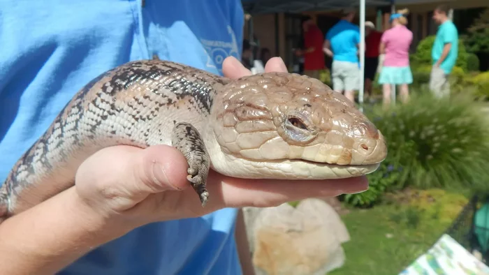 Blue Tongue Skink: An almost perfect pet, but why does it need a giant blue tongue??? - Animals, Reptiles, Skink, Blue-tongued skink, Animal book, Yandex Zen, Longpost, Lizard