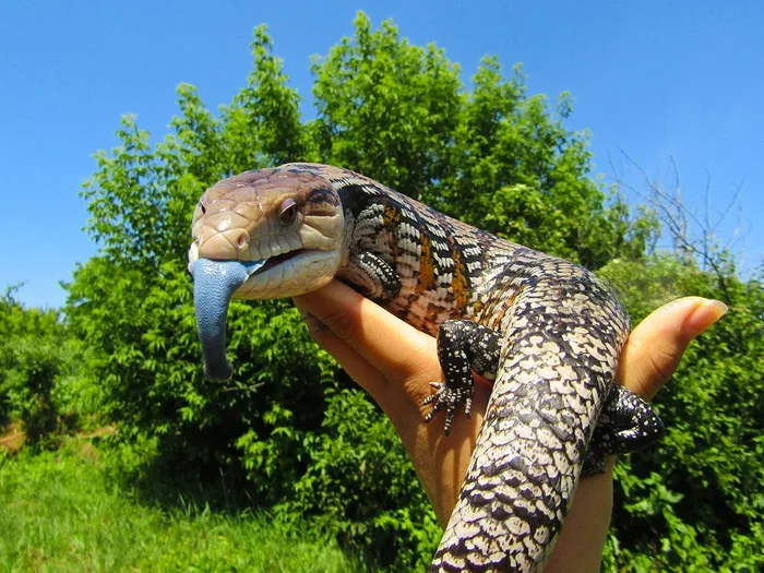Blue Tongue Skink: An almost perfect pet, but why does it need a giant blue tongue??? - Animals, Reptiles, Skink, Blue-tongued skink, Animal book, Yandex Zen, Longpost, Lizard