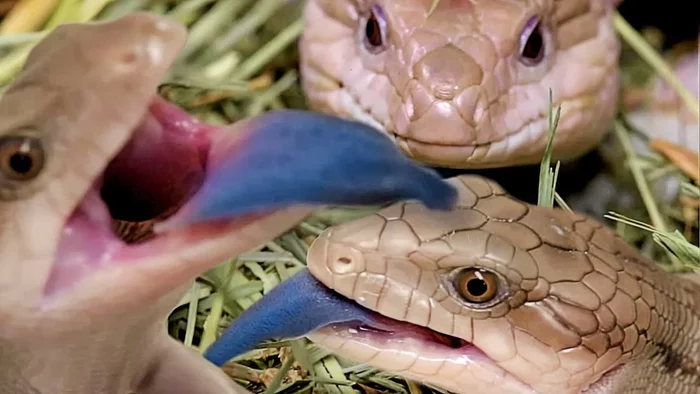Blue Tongue Skink: An almost perfect pet, but why does it need a giant blue tongue??? - Animals, Reptiles, Skink, Blue-tongued skink, Animal book, Yandex Zen, Longpost, Lizard