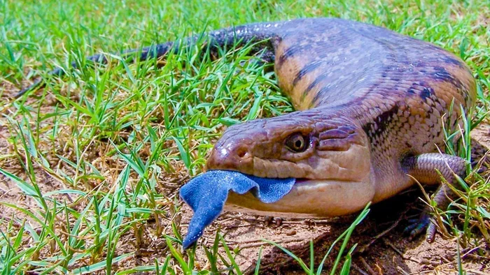 Blue Tongue Skink: An almost perfect pet, but why does it need a giant blue tongue??? - Animals, Reptiles, Skink, Blue-tongued skink, Animal book, Yandex Zen, Longpost, Lizard