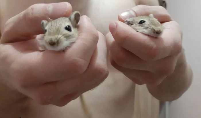 Gerbils Kexik and Chaffinch - My, Gerbil, Rodents, Pets, Longpost