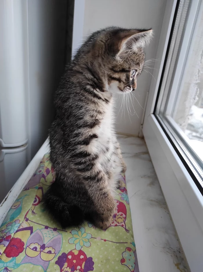 Gopher - My, cat, Window, Windowsill, Gopher, Bobtail