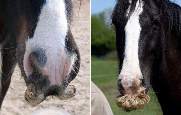 Whiskered Horses: A mutation that causes horses to have mustaches and beards. Description and examples of strange horses - Horses, Yandex Zen, Animals, Усы, Longpost