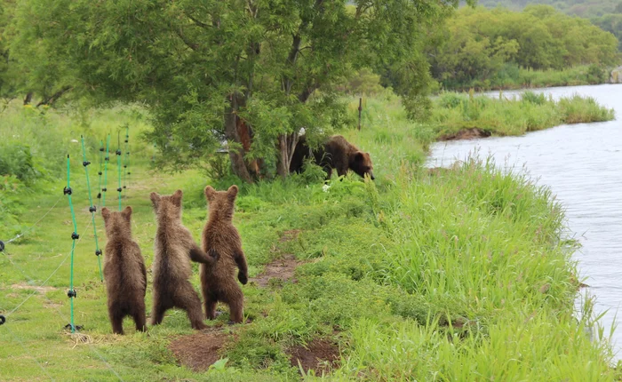 Appreciative audience - The Bears, Brown bears, Teddy bears, Wild animals, Nature, Kamchatka, Kuril lake, wildlife, The national geographic, The photo, Shore, Milota