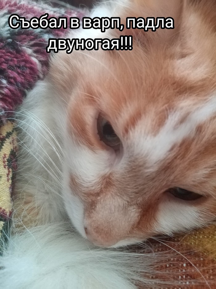    ... ,  , ,  , 