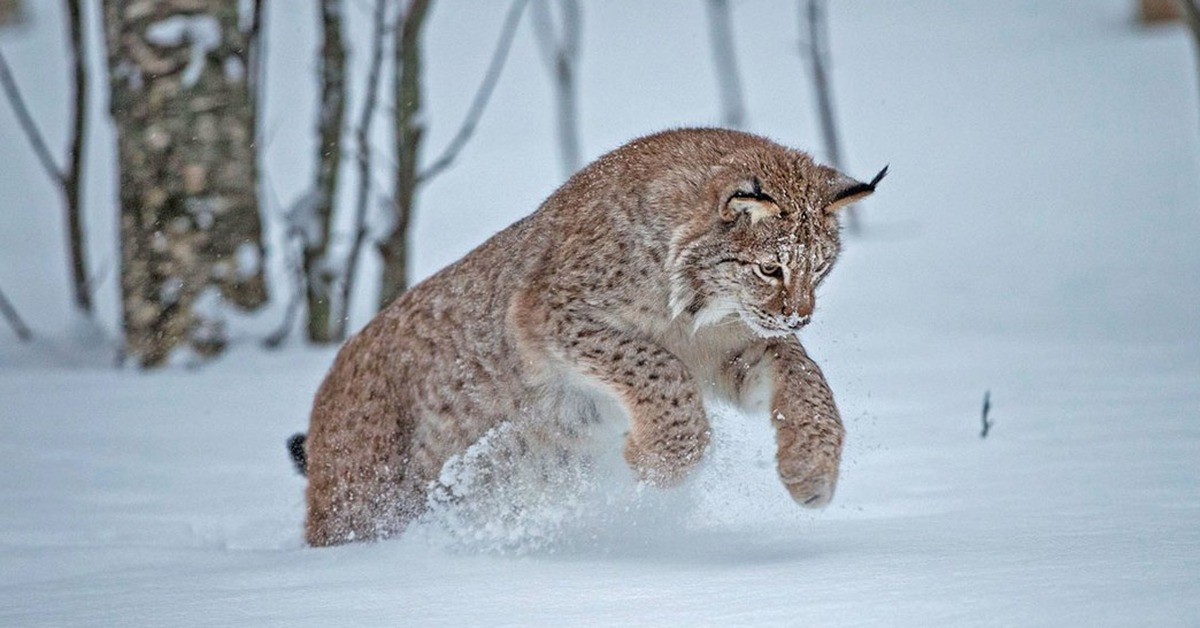 Владимирская рысь. Рысь - Lynx Lynx (Linnaeus, 1758). Сибирская Рысь. Таежная Рысь. Беловежская пуща Рысь.