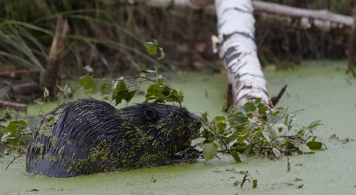 Funny incident on photo hunt No. 8 - Animals, Photo hunting, Nature, Humor, Beavers