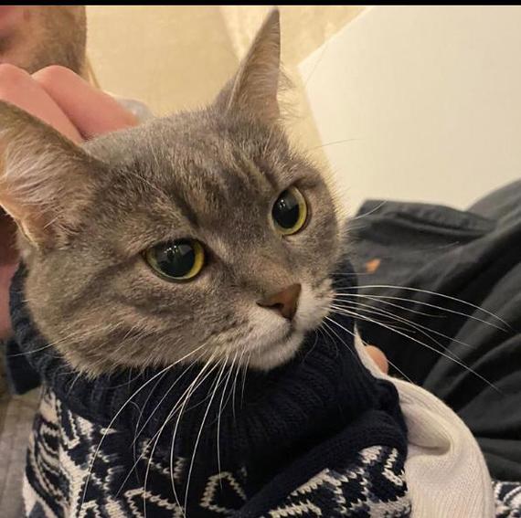 The big tragedy of a little cat. Her owner was killed before her eyes... - cat, Moscow, I will give, Help, No rating, Pets, The strength of the Peekaboo, Good deeds, In good hands, Longpost, Negative