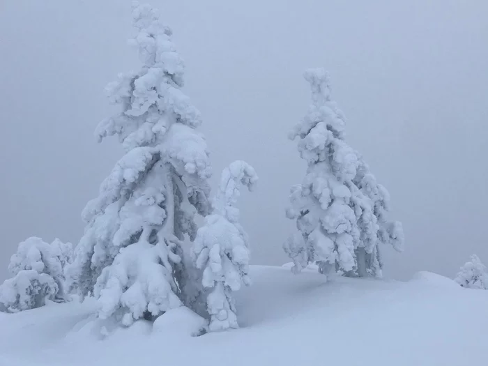 Quiet, the forest sleeps in fluffy beauty - My, Kola Peninsula, North, Kandalaksha, Tourism, Mobile photography, Forest, Taiga, snowman, Longpost