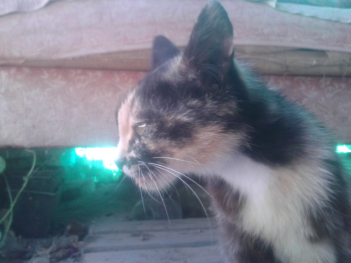 Мурка на "тапке"