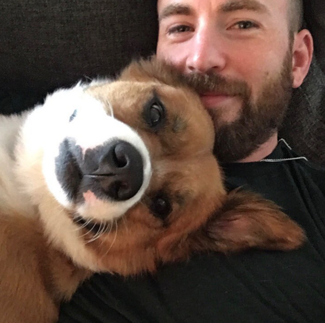 A little cuteness. Chris Evans and his dog) - Chris Evans, Dog, Pets, Longpost, Milota