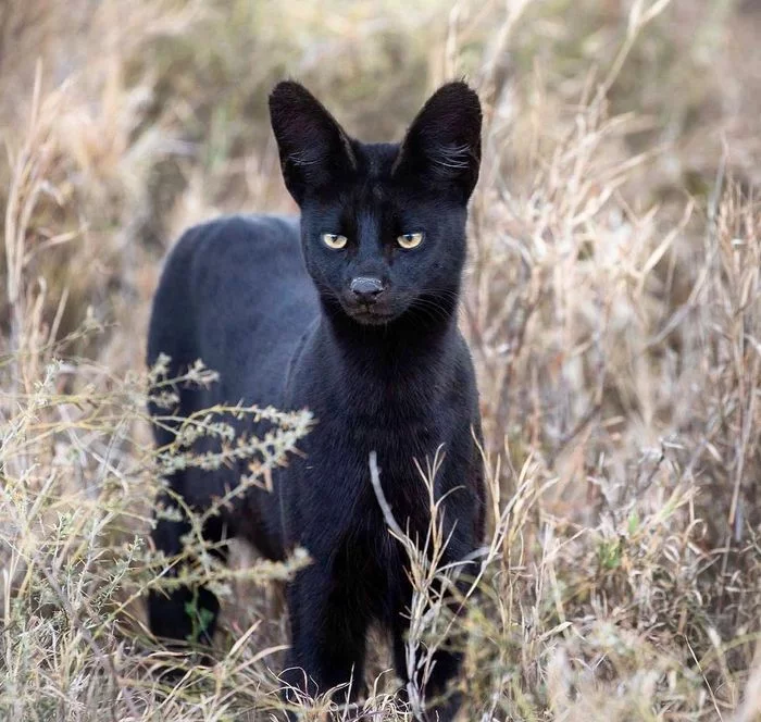 Rare black serval - Serval, Small cats, Rare animals, Melanism, Black, Lucky shot, wildlife, Longpost, Rare view, Lucky moment