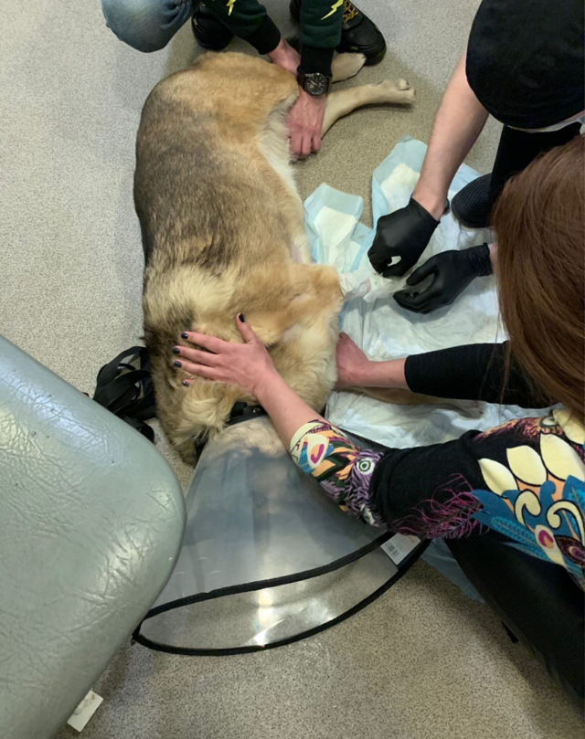 Continuation of the post “How we saved a domestic dog on New Year’s Eve, which fell into a trap and became no longer needed by the owners” - My, Dog, Kindness, New Year, Winter, Cold, Hunger, Animal Rescue, Volunteering, , Trap, Veterinary, Video, Reply to post, Longpost