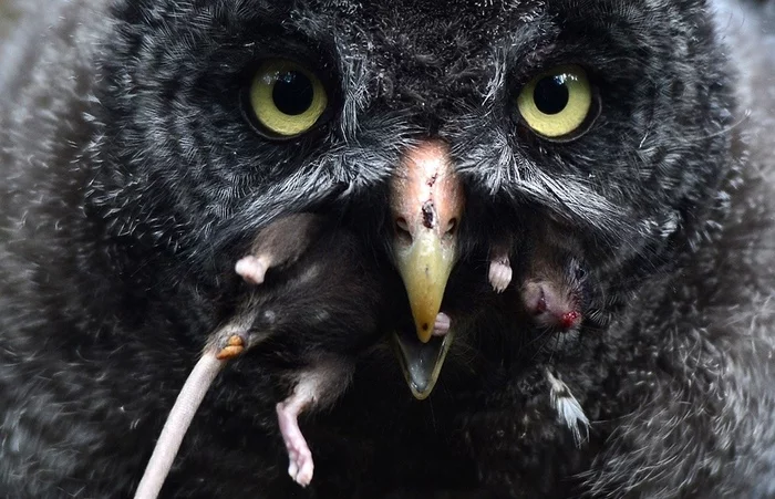 Great gray owl having lunch - Owl, Dinner, wildlife, Birds, Animals