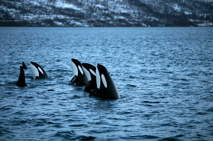 Косатка: Кровожадные бабушки Животные, Книга животных, Яндекс Дзен, Видео, Длиннопост, Косатка, Научпоп Косатка: Кровожадные бабушки Животные, Книга животных, Яндекс Дзен, Видео, Длиннопост, Косатка, Научпоп