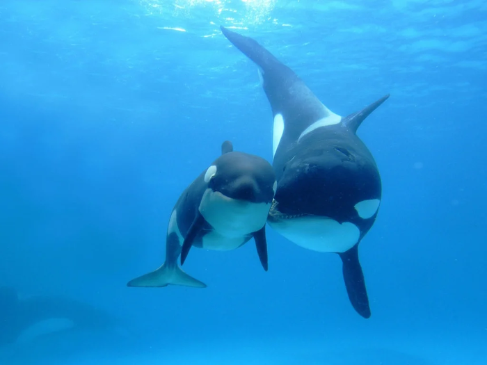 Косатка: Кровожадные бабушки Животные, Книга животных, Яндекс Дзен, Видео, Длиннопост, Косатка, Научпоп Косатка: Кровожадные бабушки Животные, Книга животных, Яндекс Дзен, Видео, Длиннопост, Косатка, Научпоп