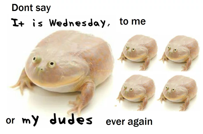 Happy Wednesday everyone, guys! - Humor, Frogs, Memes, Wednesday, Dude, Wicked shieldback, Operating system, Video, It Is Wednesday My Dudes