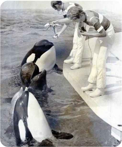 Rare photo - Killer whale, Dolphin, Mammals, Rarity, The photo, Unusual