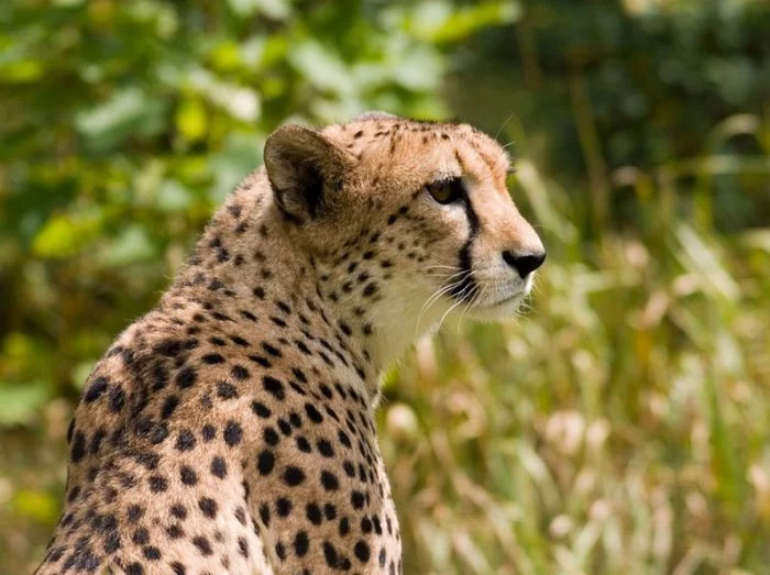 Cheetah hunting - Cheetah, Small cats, Hunting, Africa, Antelope, Video, Longpost, The national geographic