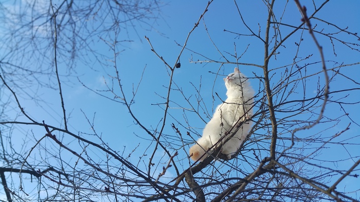 �����, ������, ������� ? ��� ��� ��� !