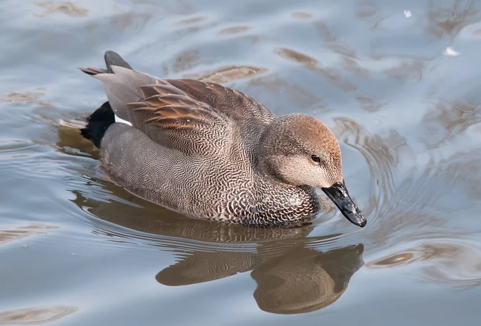 Birds that were considered extinct were discovered in Moscow parks - Moscow, Birds, Animals, Red Book, Ecology, Longpost