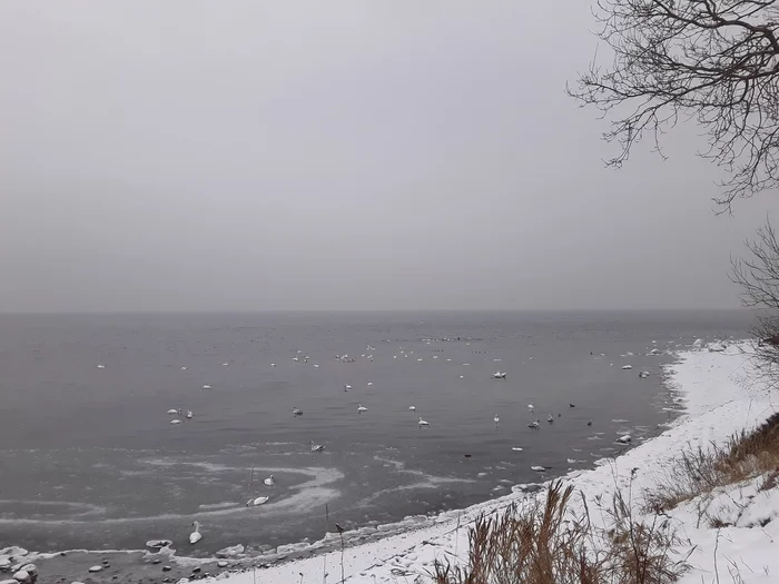 Winter Baltic. With swans - My, Kaliningrad region, Baltic Sea, Winter, Swans, Longpost