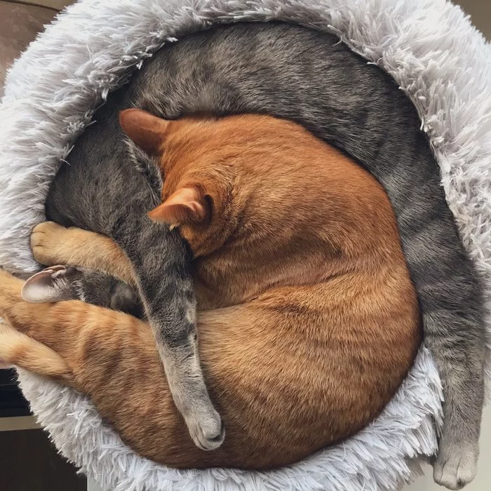 A cat's life is hard... [cat Twitter @AsariCats] - Twitter, cat, Care, Dream, Puffs, Longpost, Redheads, X (Twitter)
