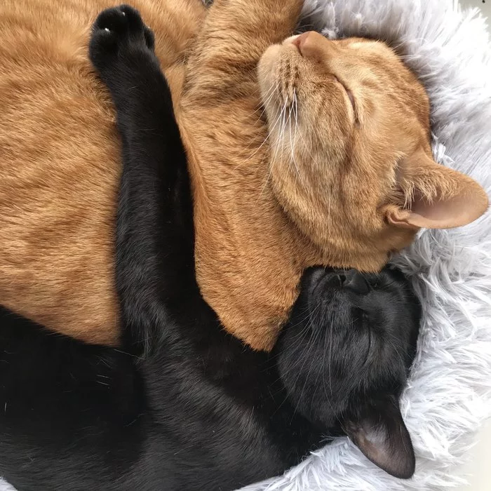 A cat's life is hard... [cat Twitter @AsariCats] - Twitter, cat, Care, Dream, Puffs, Longpost, Redheads, X (Twitter)