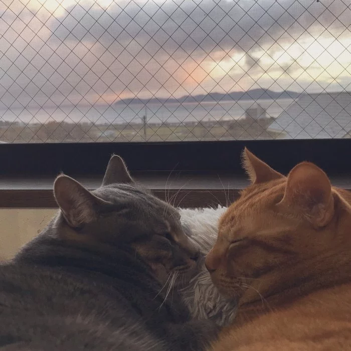 A cat's life is hard... [cat Twitter @AsariCats] - Twitter, cat, Care, Dream, Puffs, Longpost, Redheads, X (Twitter)