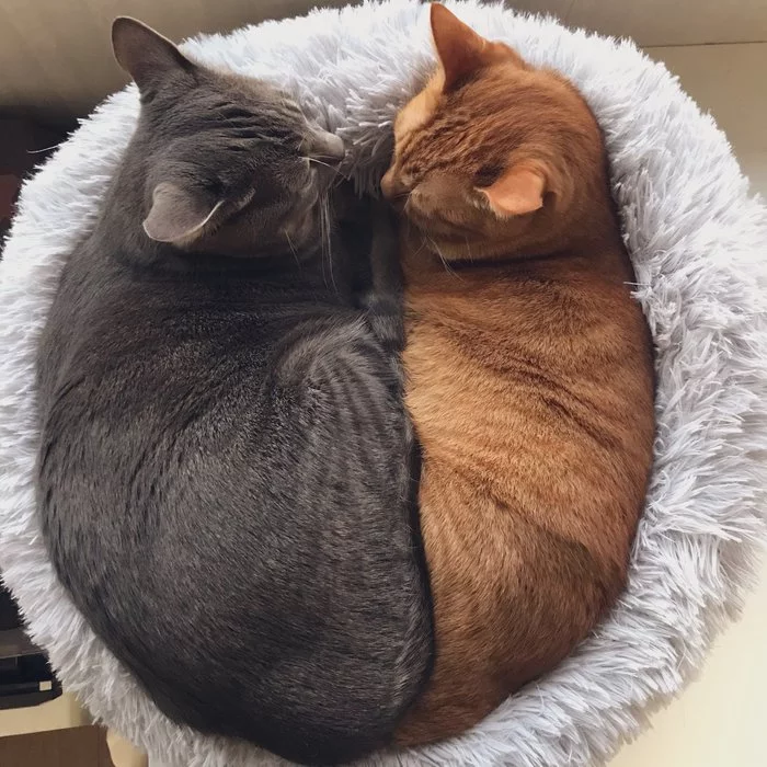 A cat's life is hard... [cat Twitter @AsariCats] - Twitter, cat, Care, Dream, Puffs, Longpost, Redheads, X (Twitter)